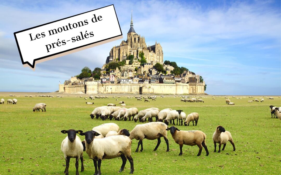 Les moutons de prés-salés du Mont-Saint-Michel : une tradition unique